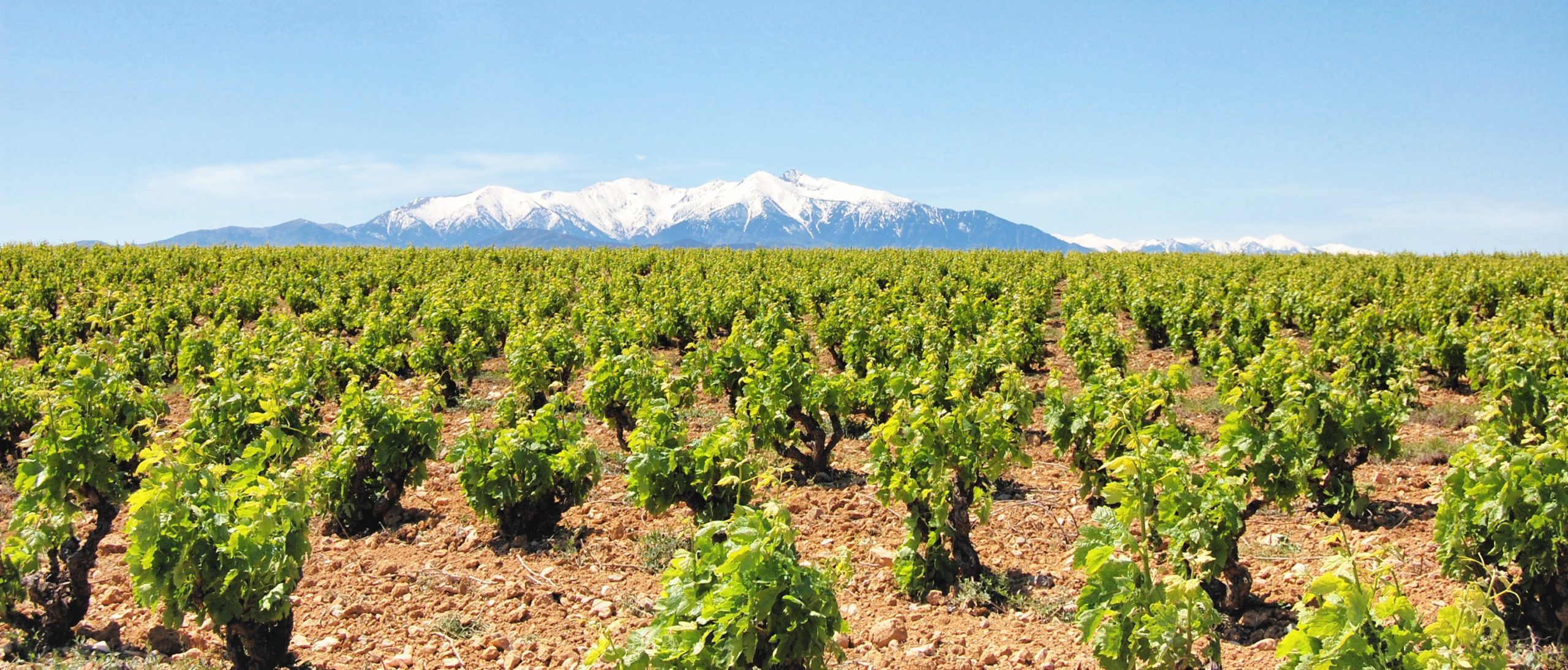 Raritäten Weinprobe Südfrankreich